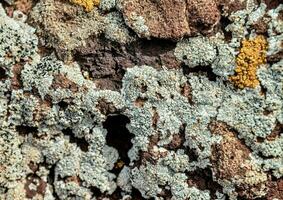 Lichen texture background photo