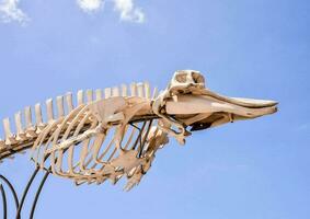 A fish skeleton sculpture photo