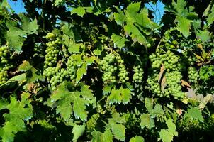 grapes on the vine photo