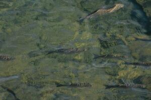 a group of fish swimming in the water photo