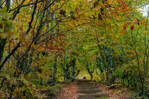 Forest with the bright colors photo