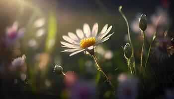 Nature summer meadow is in full bloom , photo