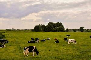 Meadow with cows photo