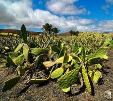 A field with cacti photo