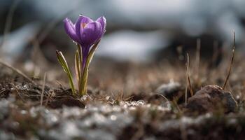 Fresh crocus blossom, beauty in nature growth generated by AI photo