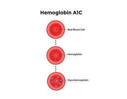 Scientific Designing of Glycosylated Hemoglobin Formation. Colorful Symbols. Vector Illustration.