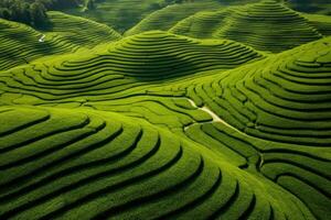 Tea field plantation background. photo shot from a drone to fields and hills with tea or rice
