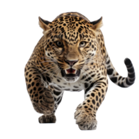 a jaguar in a jump isolated png