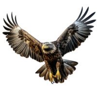 a flying eagle isolated png