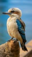 alas azules Kookaburra pájaro encaramado en un rama. ai generativo foto