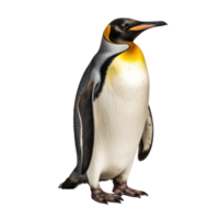 a penguin isolated png