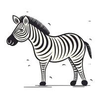 Zebra vector illustration isolated on white background. Hand drawn zebra