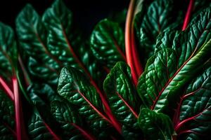 Look closely at Swiss Chard, a vegetable shown in a studio with a plain black background photo