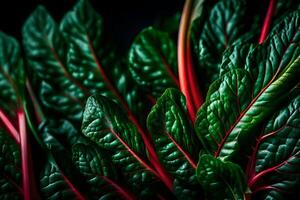 Look closely at Swiss Chard, a vegetable shown in a studio with a plain black background AI Generated photo