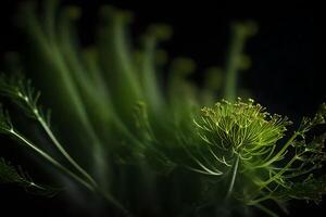 The picture is zoomed in on fennel, with a dark background in a studio photo