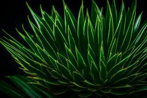 Macro focus is when you zoom in on something specific, like Pandan, and take a picture of it The background is all dark in a studio photo