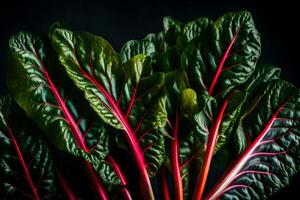 Take a closer look at Swiss Chard, which is shown in a studio set with a black background AI Generated photo