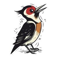 Dendrocopos major. great spotted woodpecker. vector illustration