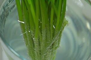 green chive  macro photo