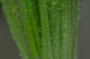 verde cebollín macro foto