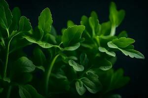 This picture shows arugula, which is a kind of leafy green plant The photo was captured in a studio with a dark background, not very far from the subject AI Generated