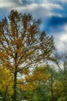 dorado otoño paisaje lleno de caído hojas en el parque foto