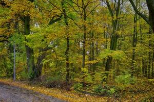 dorado otoño paisaje lleno de caído hojas en el parque foto