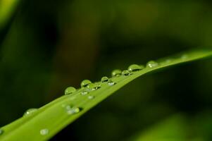 drops on gren leaf photo