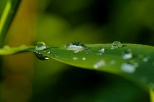 gotas en gren hoja foto