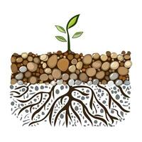 Sprout with root system in soil isolated on white background. Young green plant with roots. Dirt layers, stone and root. Cross section ground slice. Underground layers of earth and groundwater. Vector