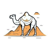 Camel in desert. Vector illustration of a camel on a white background.