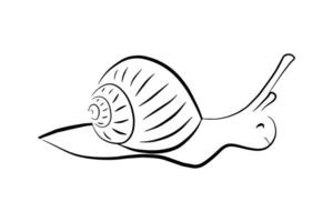 garabatear mano dibujado lineal caracol icono aislado en blanco antecedentes. sencillo animal signo. vector