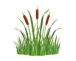 Reed bush in grass on white background. Cartoon illustration of marsh grass. Element of aquatic vegetation vector