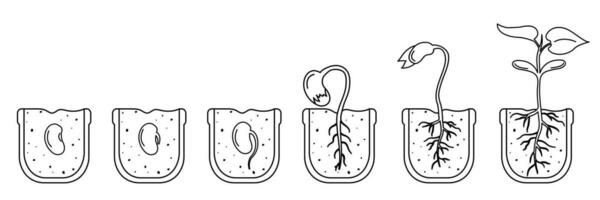 etapas de semilla germinación en maceta de suelo. lineal ilustración de frijol crecimiento infografía vector