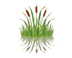 Element of grass with reeds is reflected in the water. Swamp grass on white background. vector