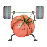 Hand drawn watercolor cute tomato character doing exercise with barbell bodybuilding. Fitness health. Illustration isolated composition, white background. Design for poster, print, website, card, gym vector