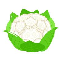 Cute funny Cauliflower character. Vector hand drawn cartoon kawaii character illustration icon. Isolated on white background. Happy Cauliflower character concept