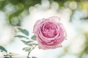 Pink rose on a blurred green background. Fine focus on the bud and natural bokeh. photo