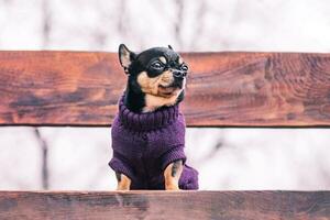 A pet dog on a walk. A mini chihuahua dog in a purple sweater on a bench. photo