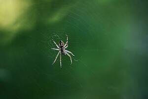 Gray and brown spider on a green background. Macro photo of a spider on a web.