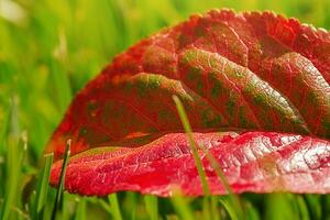 Autumn red leaf on green grass. Macro photo of a leaf that fell from a tree.