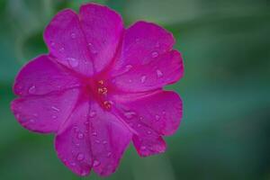 rosado pétalos y amarillo estambres el rosado flor mirablis es llamado el noche belleza. foto