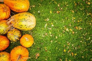 maduro calabazas en un antecedentes de césped con amarillo caído hojas. Víspera de Todos los Santos. cosecha estacional. foto