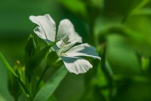 White flax flower and green leaves and grass. Blooming flower on a sunny day. photo