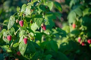 Raspberry berries on a bush. Ripe red delicious raspberries. photo