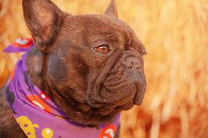 francés buldog perfil. un perro en un púrpura pañuelo para Víspera de Todos los Santos en frente de paja. foto