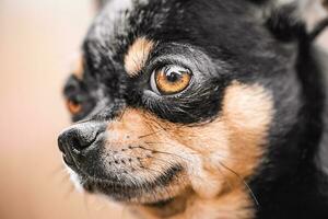 Close-up portrait of a tricolor chihuahua. Dog of mini breed. Pet, animal. photo