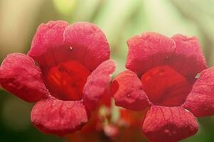 campsis tecoma flores son rojo. multa focal parte en el pétalos y verde Bokeh. foto