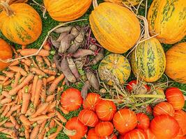 cosecha. vegetales desde el jardín zanahorias, remolacha y calabazas foto