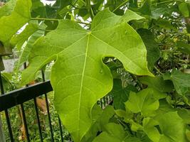 photo of castor oil leaves